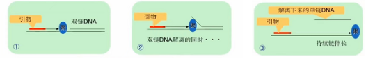 Bst DNA聚合酶的鏈置換原理 Bst DNA聚合酶的鏈置換原理