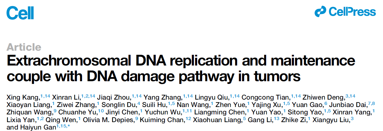 Extrachromosomal DNA replication and maintenance couple with DNA damage pathway in tumors Extrachromosomal DNA replication and maintenance couple with DNA damage pathway in tumors