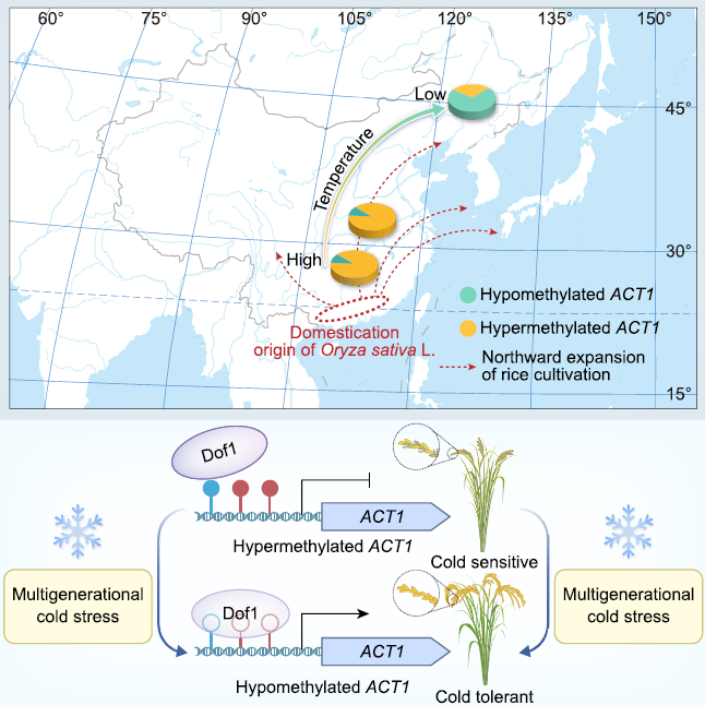 ACT1位點(diǎn)甲基化變異促進(jìn)水稻向高緯度地區(qū)擴(kuò)張 ACT1位點(diǎn)甲基化變異促進(jìn)水稻向高緯度地區(qū)擴(kuò)張
