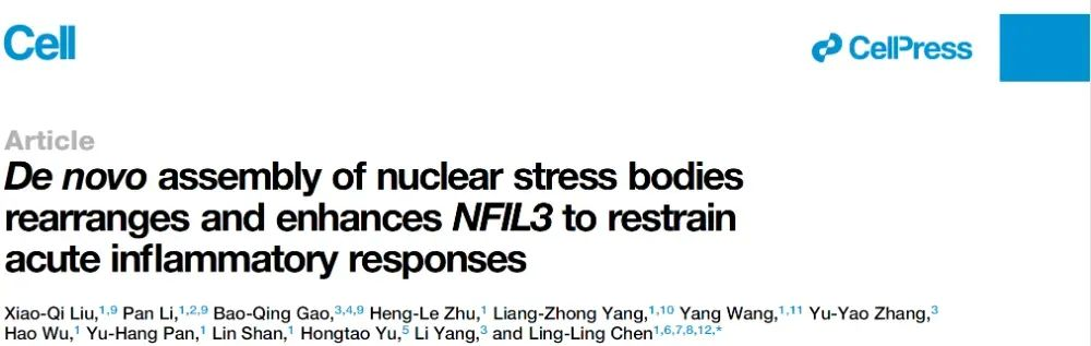 De novo assembly of nuclear stress bodies rearranges and enhances NFIL3 to restrain acute inflammatory responses De novo assembly of nuclear stress bodies rearranges and enhances NFIL3 to restrain acute inflammatory responses
